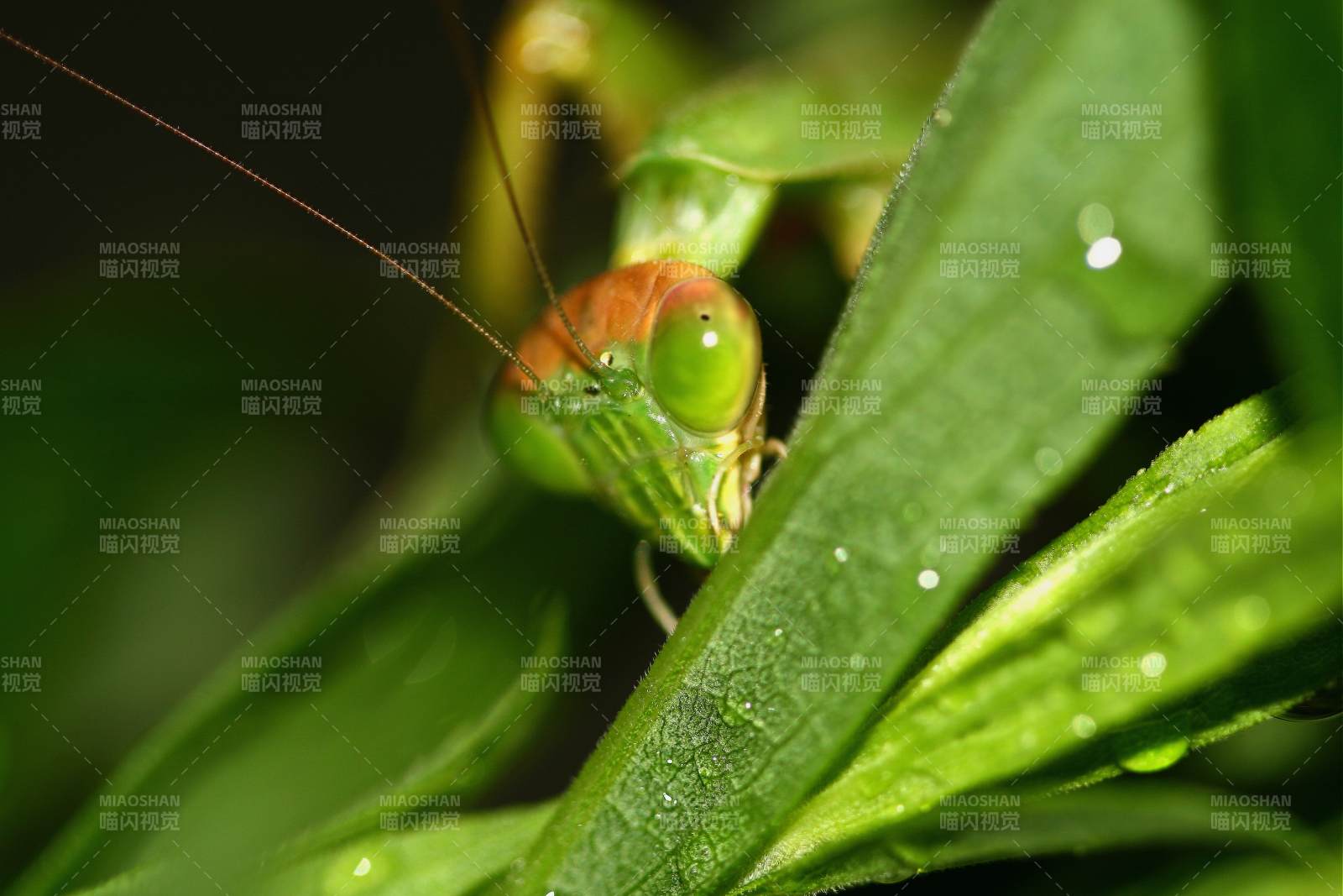 绿叶间的螳螂特写图片