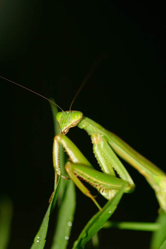 绿螳螂栖息于叶上图片