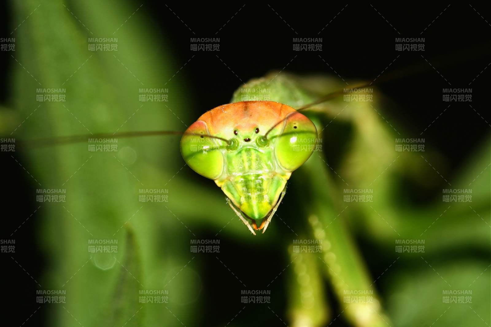 绿色螳螂的特写镜头图片