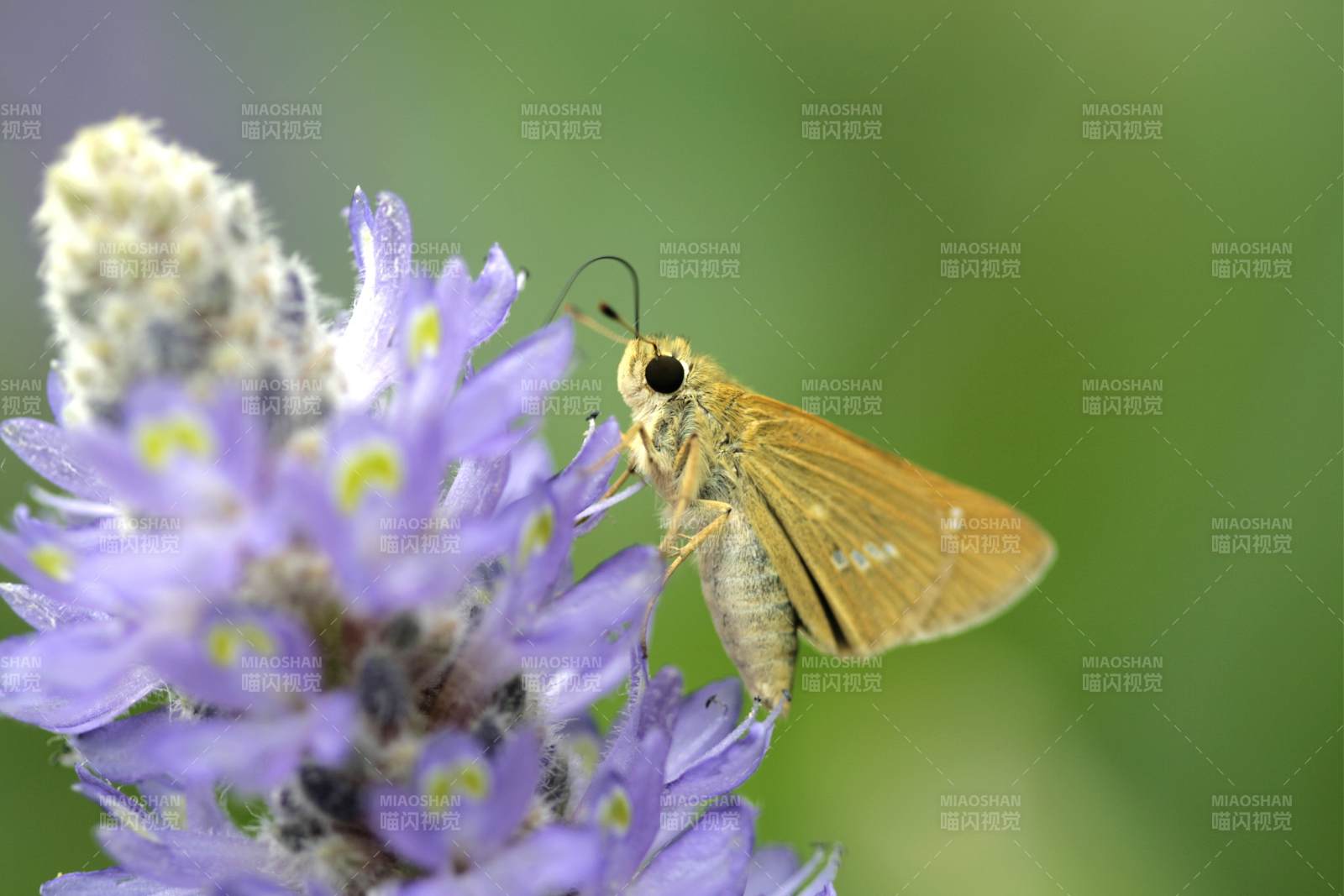 蝴蝶停驻紫色花丛中图片