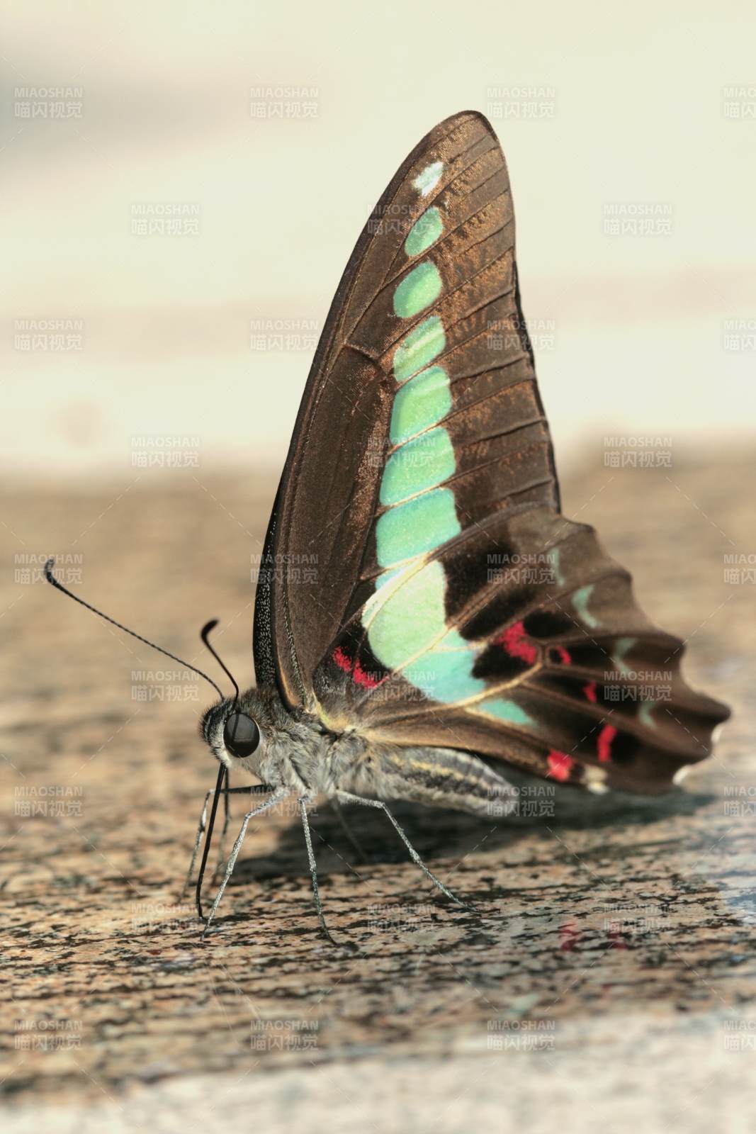 蓝绿翅膀的蝴蝶图片