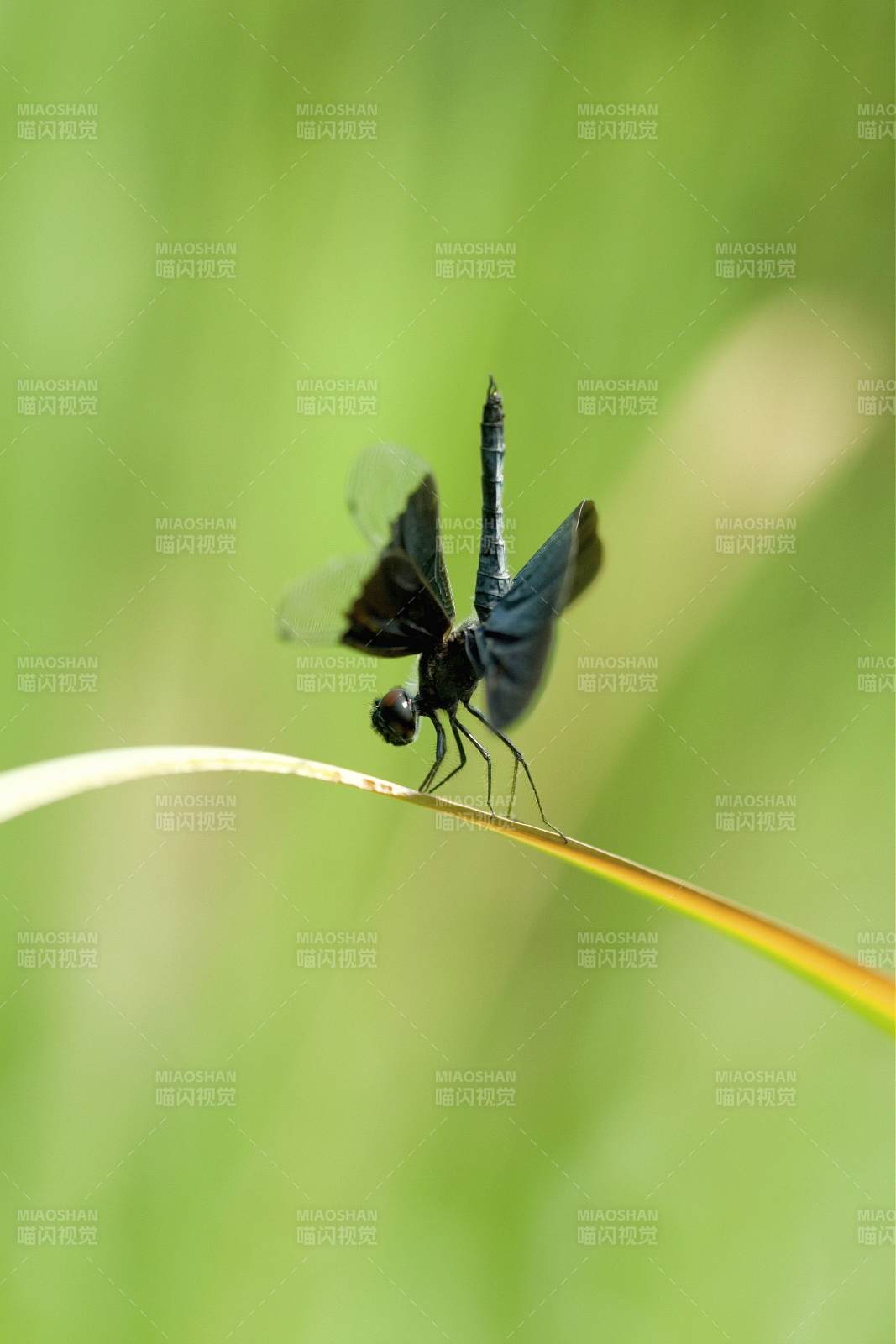 黑蜻蜓栖息草尖图片