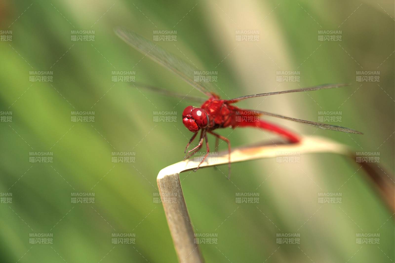 红色蜻蜓栖息枝头图片