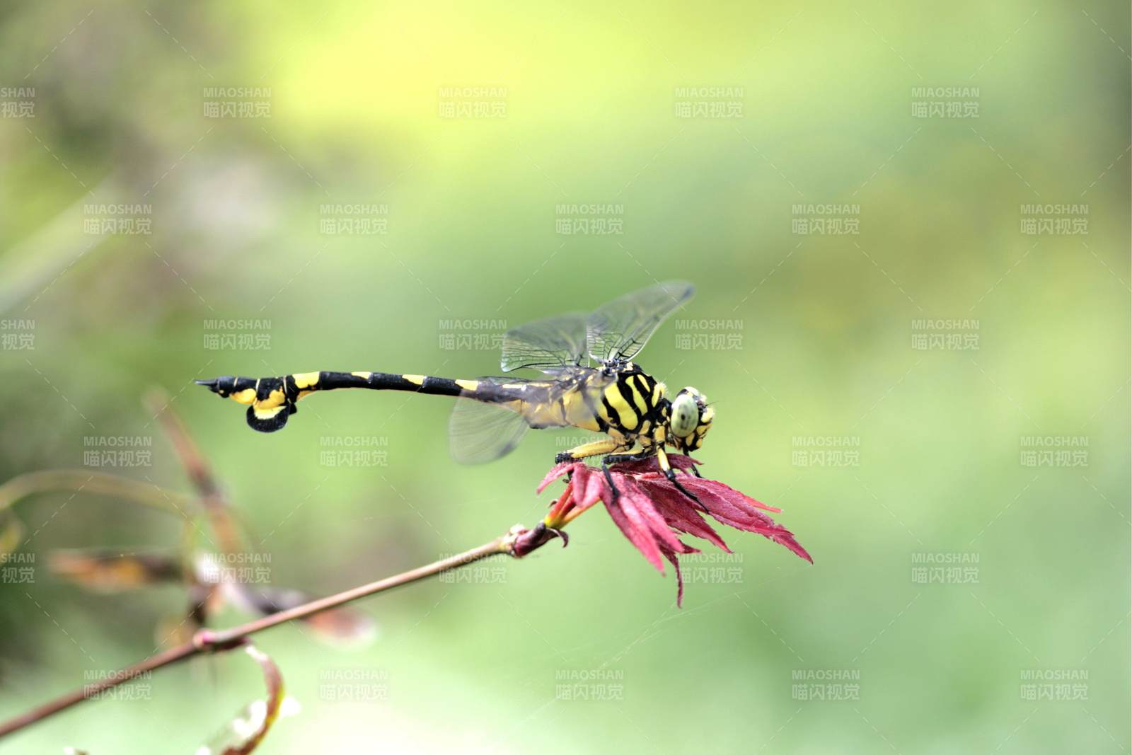 蜻蜓停歇在花上图片