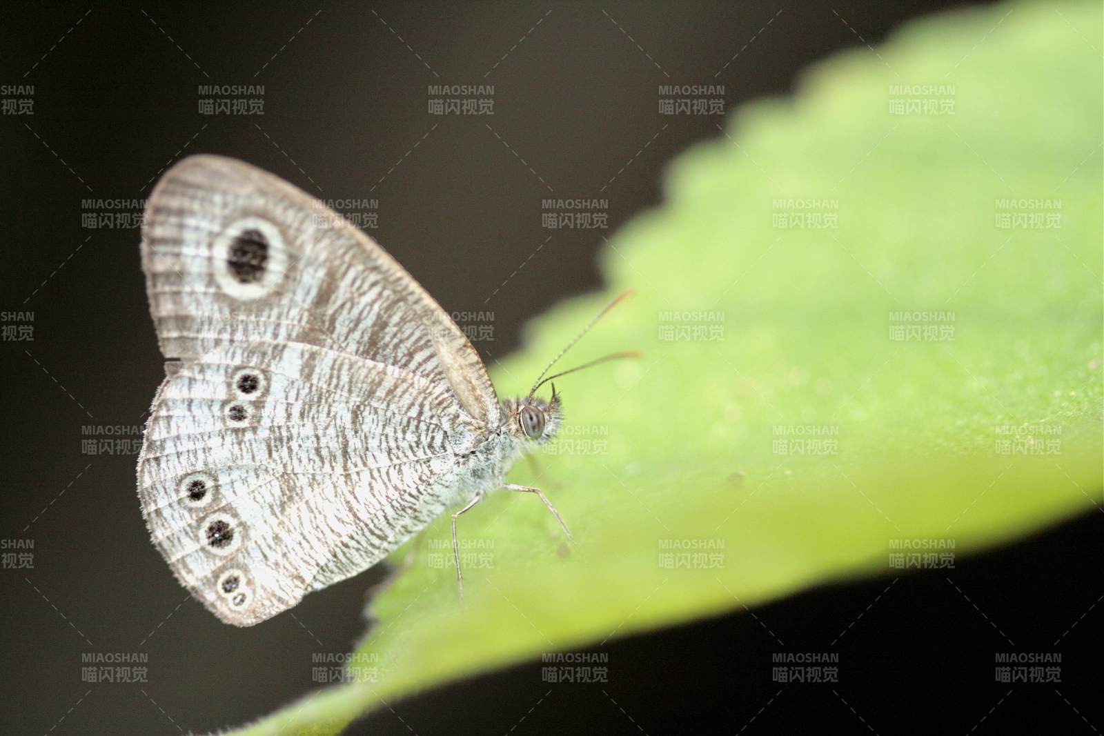 绿叶上的蝴蝶特写图片