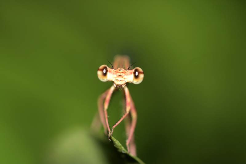 蜻蜓特写 自然的微距之美图片