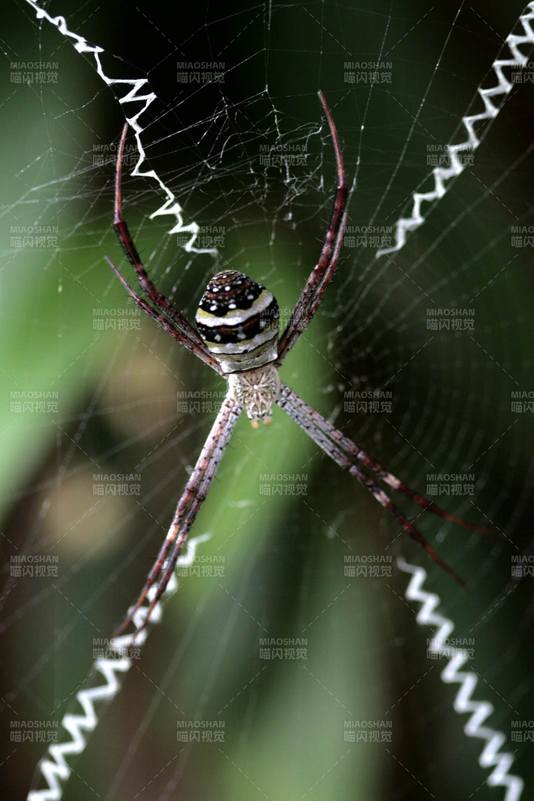  蜘蛛等待猎物图片
