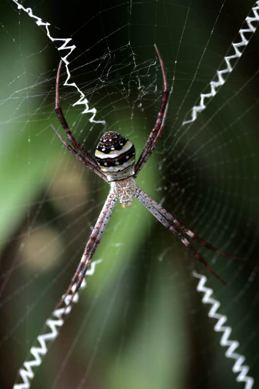  蜘蛛等待猎物图片