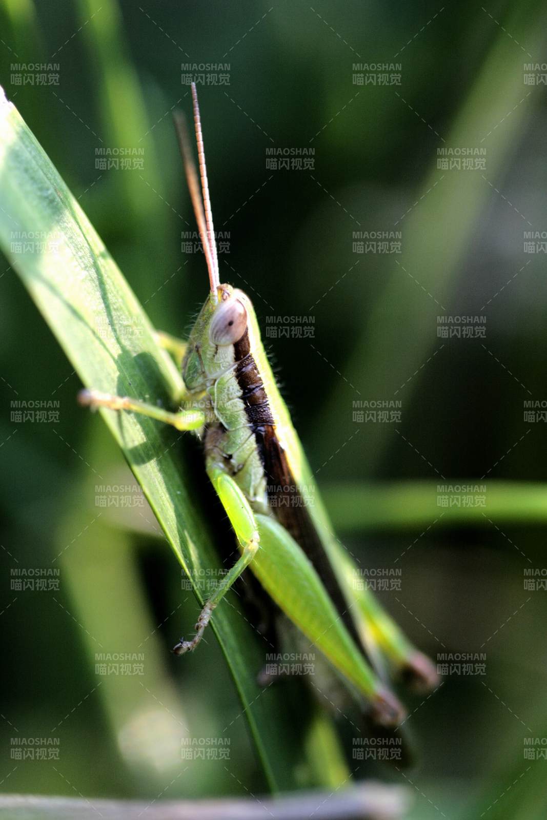 绿叶上的小蝗虫图片