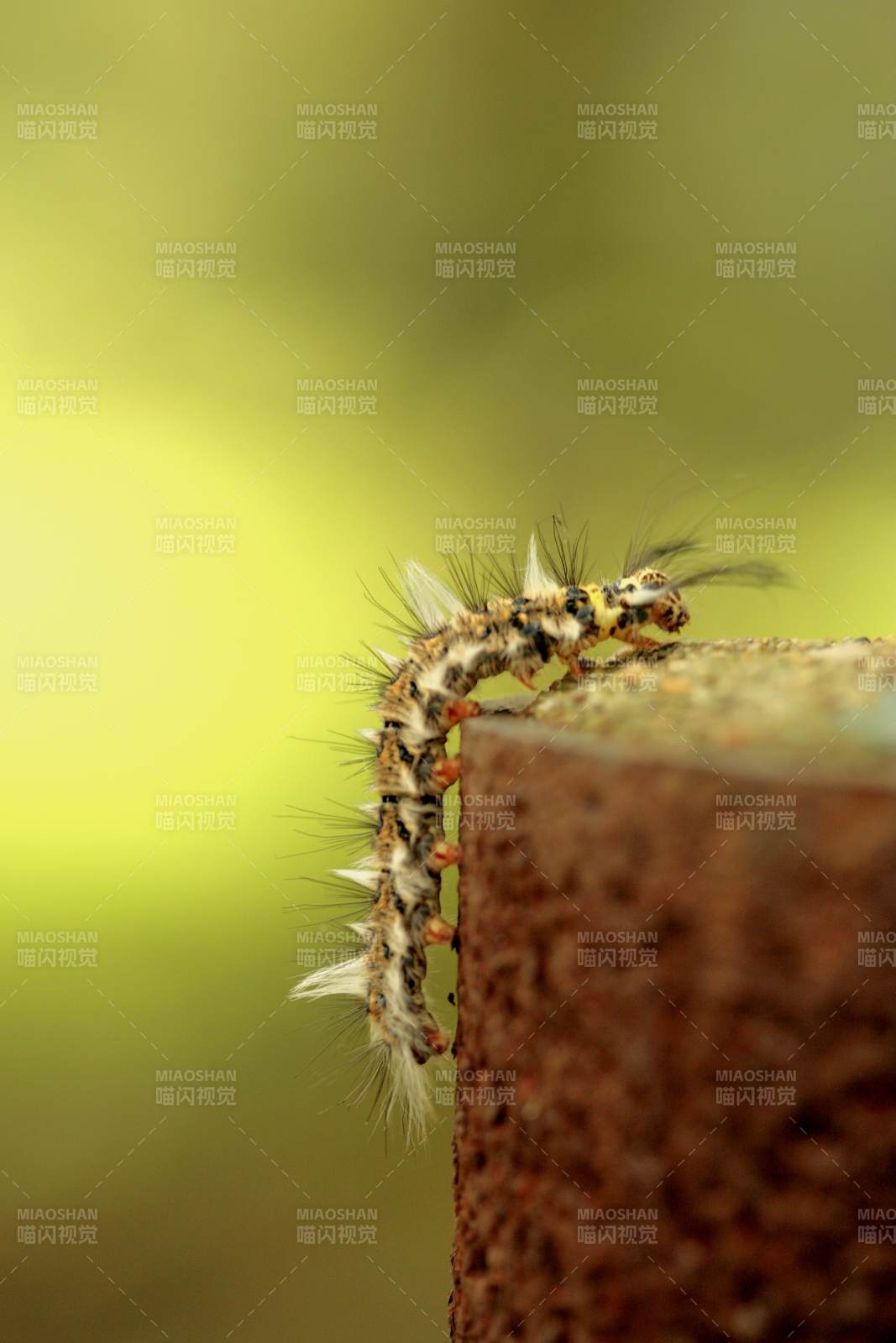 毛毛虫攀爬砖块特写图片