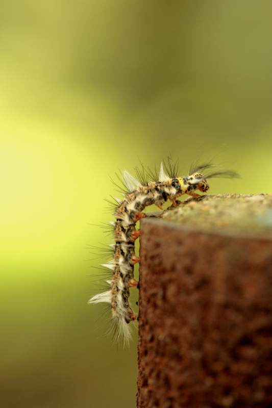 毛毛虫攀爬砖块特写图片