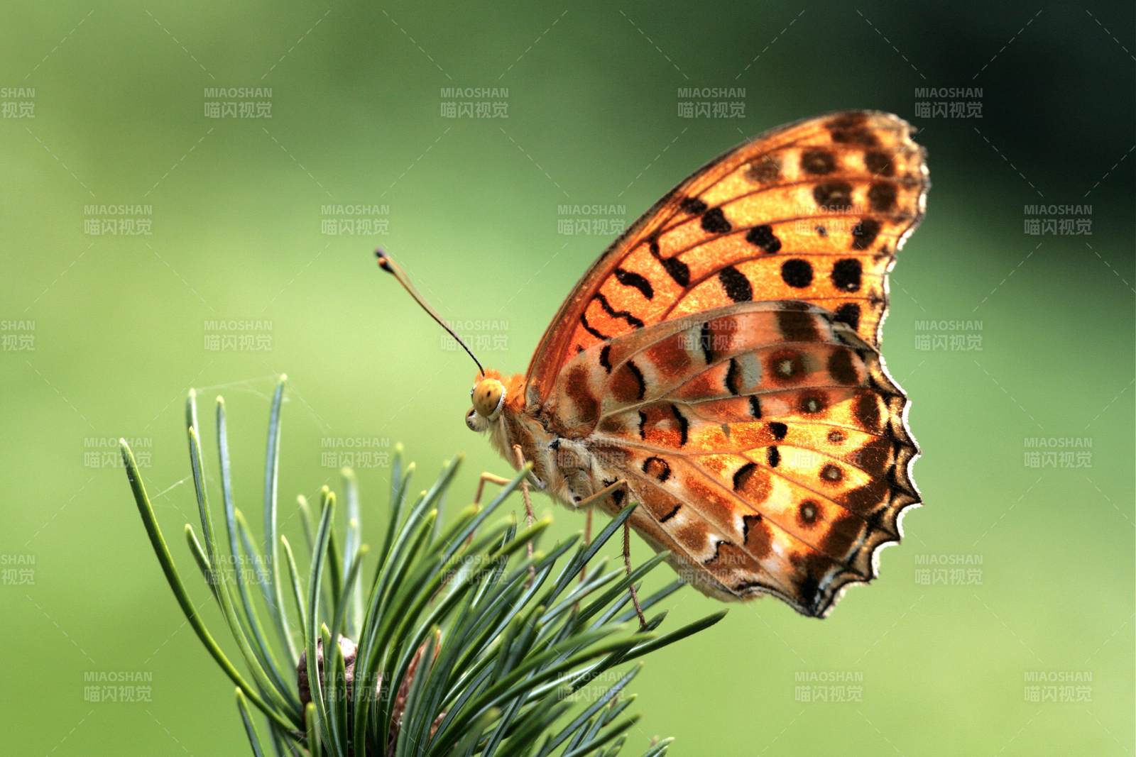 蝴蝶栖息松枝上图片
