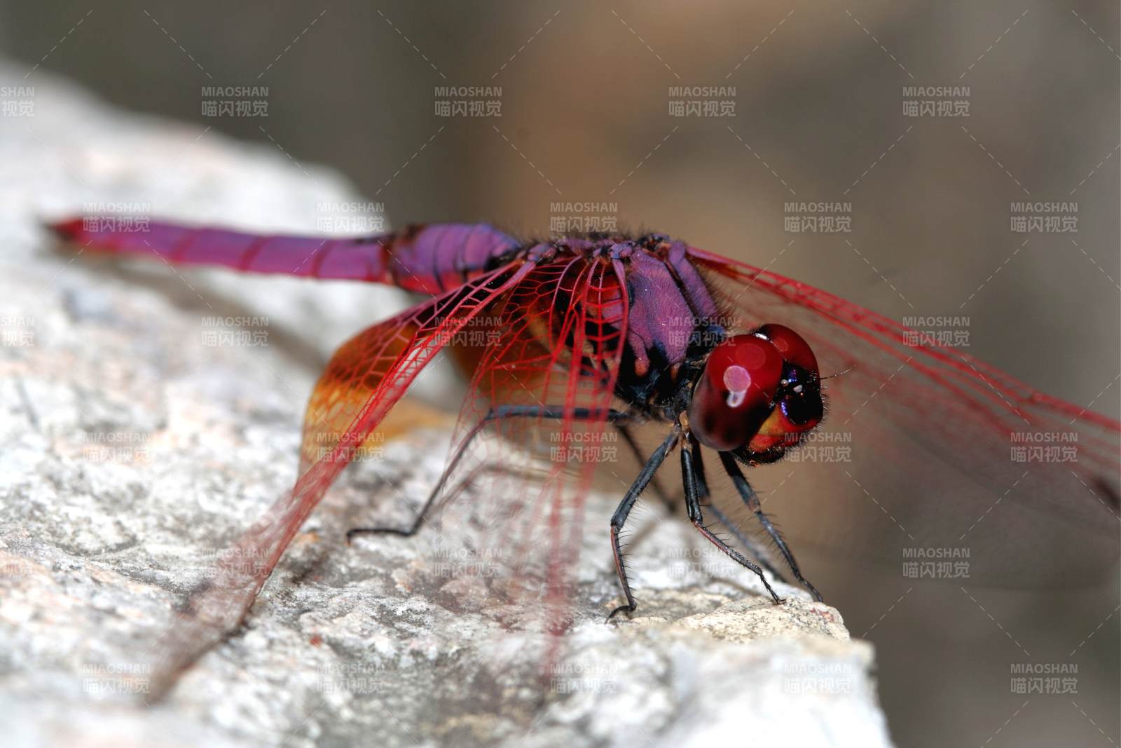 红色蜻蜓栖息石上图片