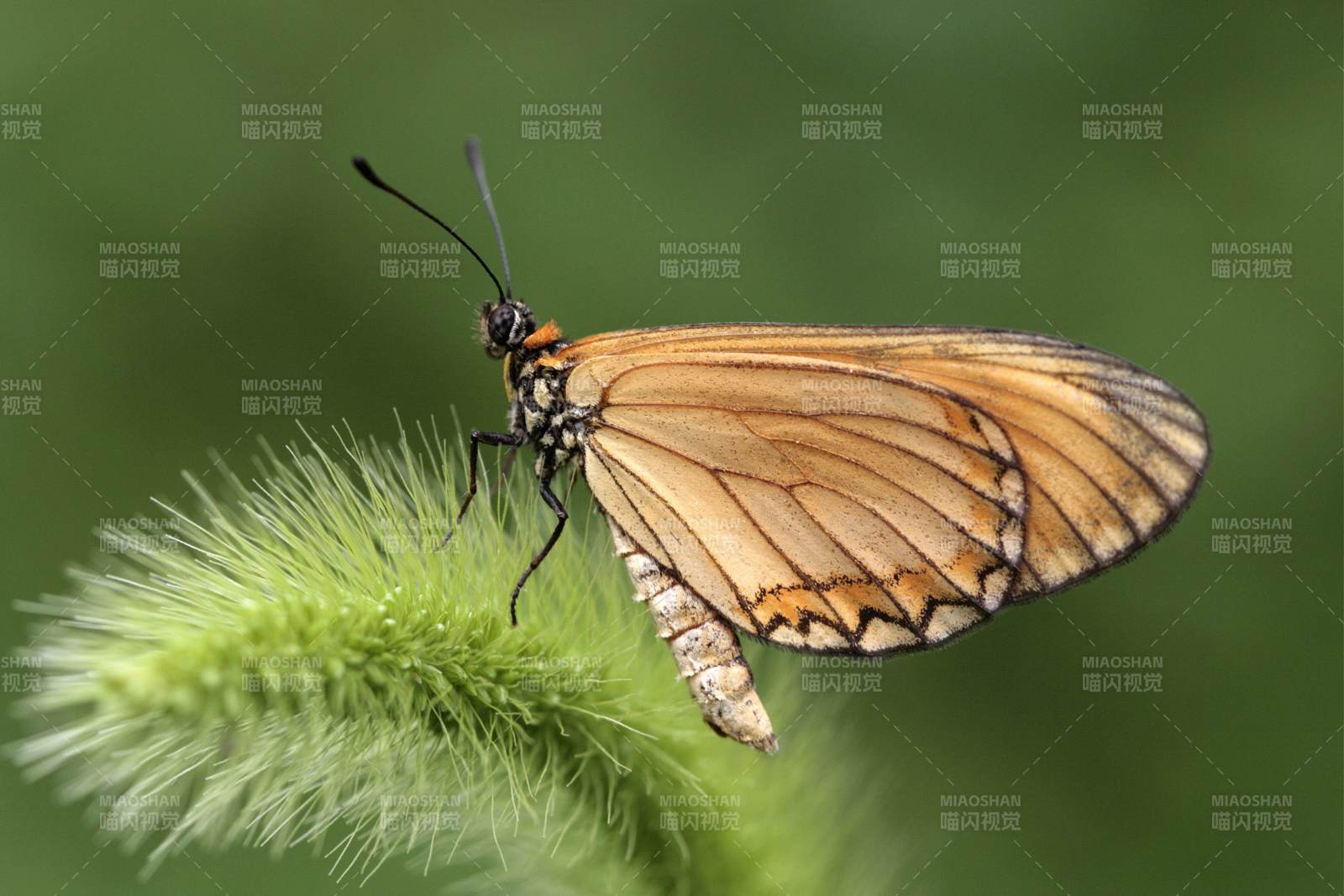 蝴蝶栖息绿植之上图片