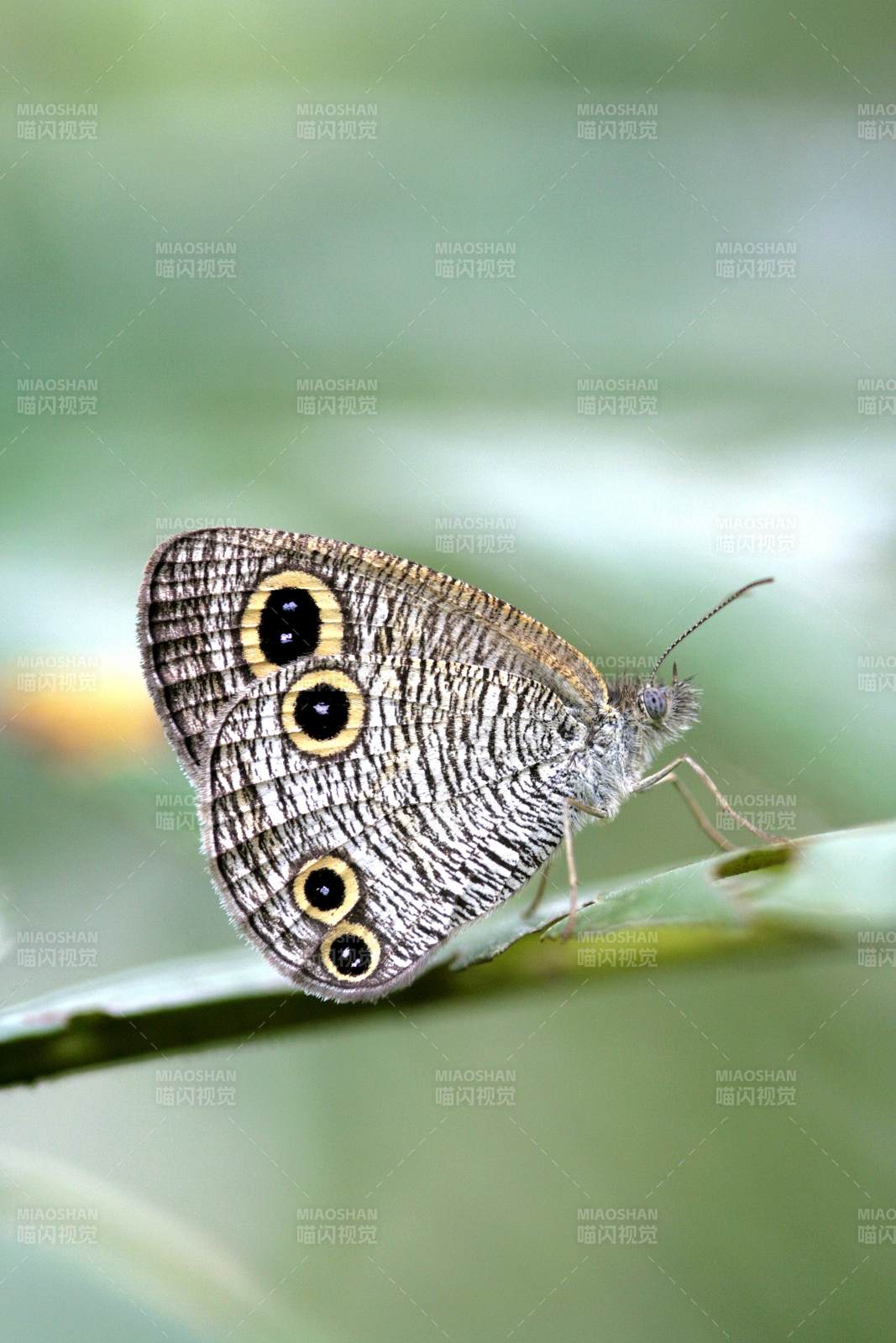 眼蝶停歇绿叶上图片