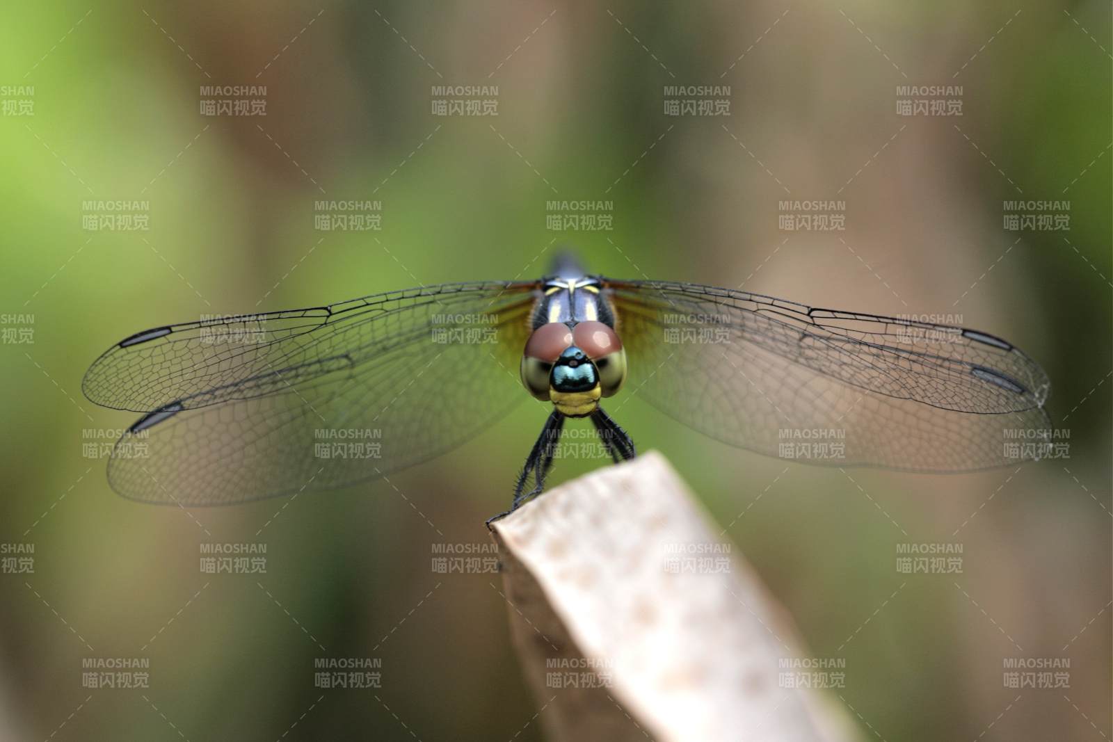 蜻蜓栖息于枯叶之上图片