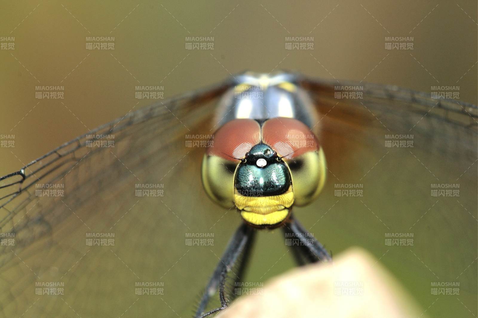 蜻蜓特写 色彩斑斓的翅膀图片