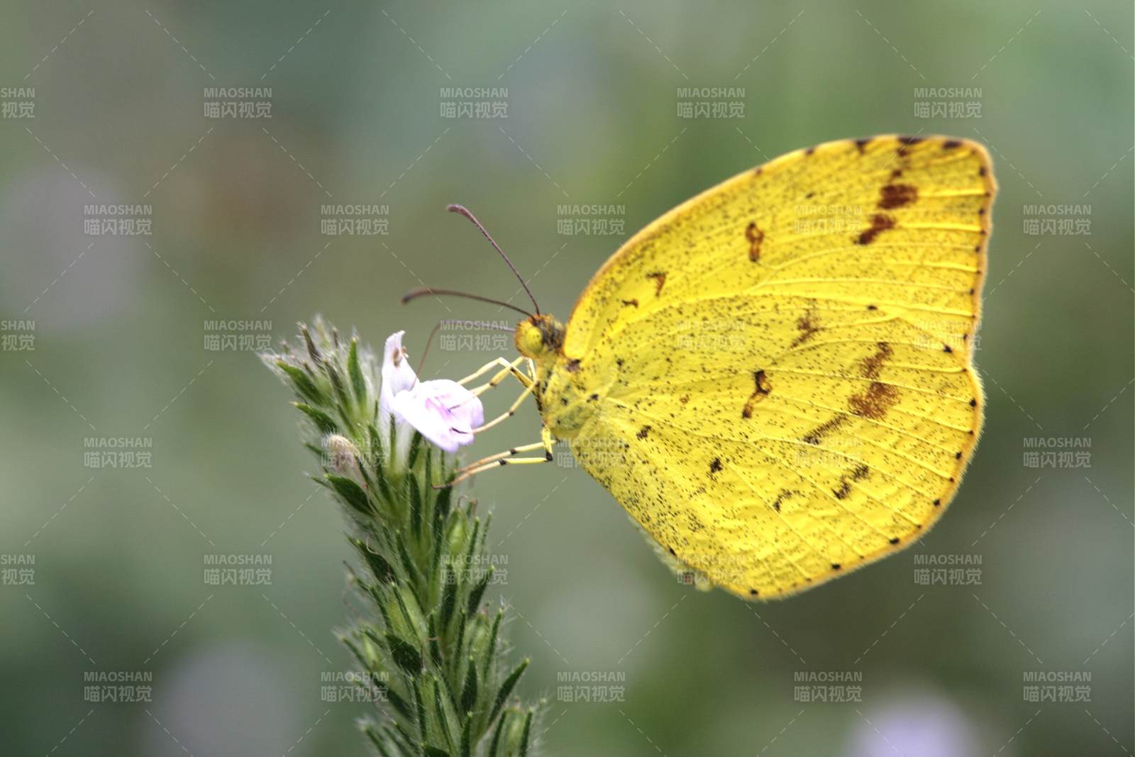 黄色蝴蝶停驻花上图片