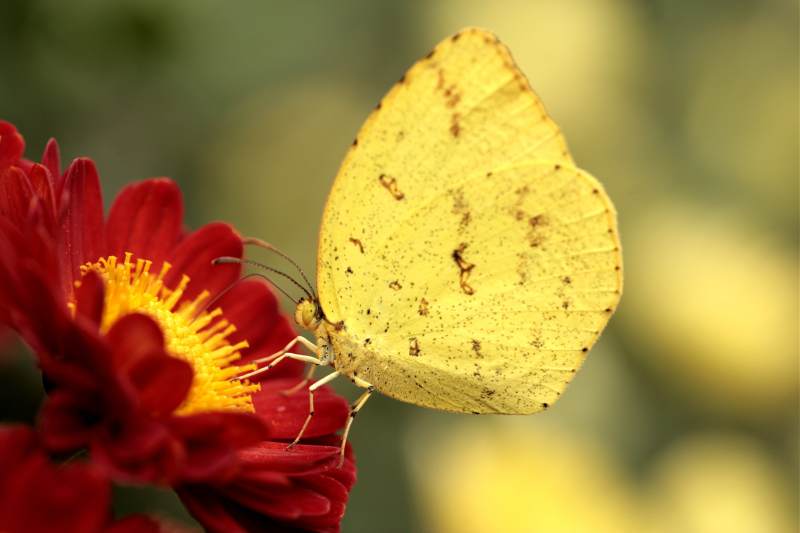 黄蝶栖红花 静谧自然美图片