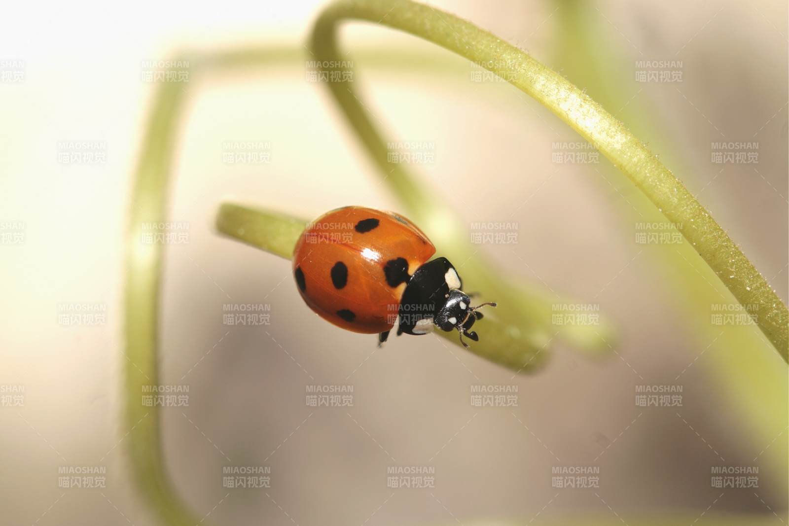 绿叶上的红色瓢虫图片
