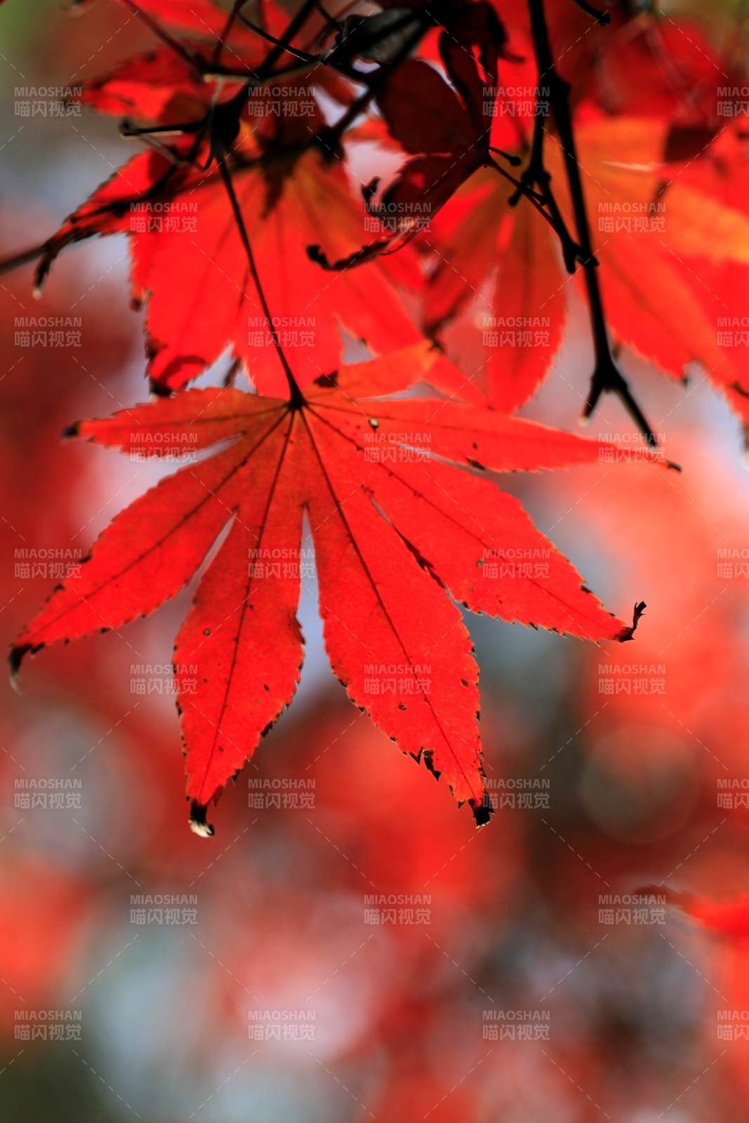 秋日红叶映枝头图片