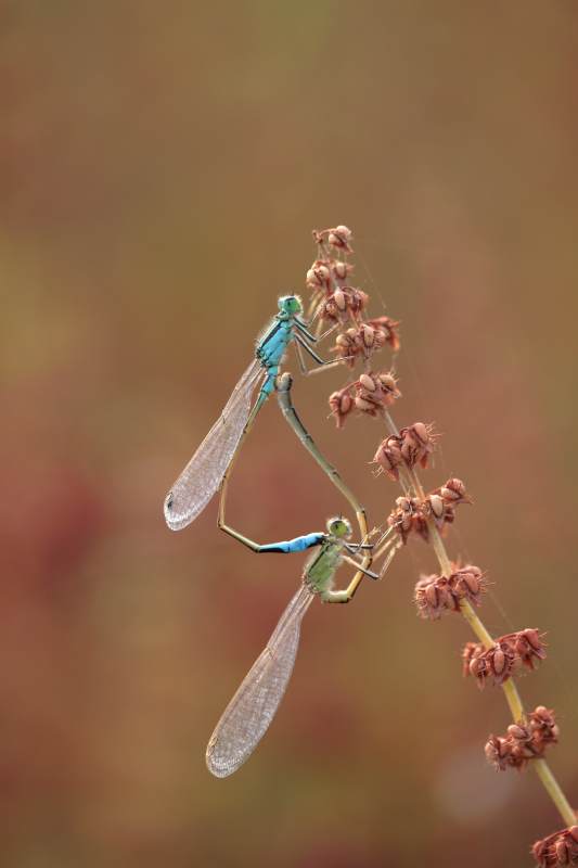 蜻蜓交配 自然之美图片