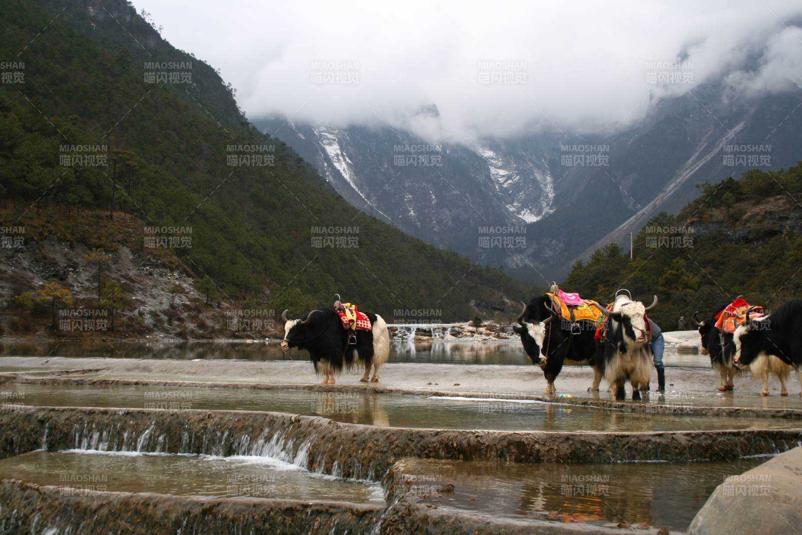 雪山下的牦牛队图片
