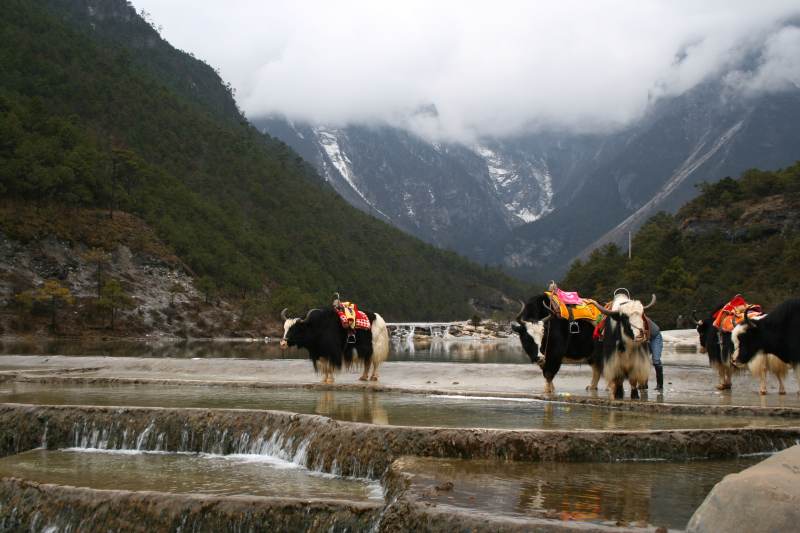 雪山下的牦牛队图片