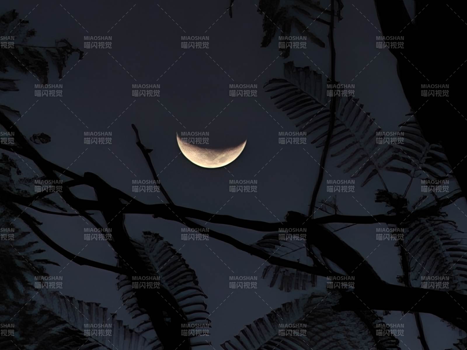 月牙与树影的静谧夜景图片