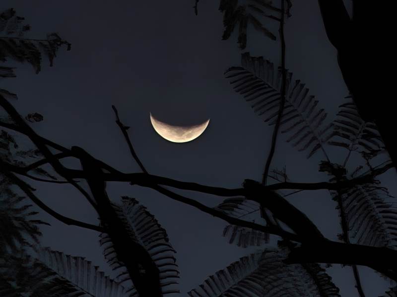 月牙与树影的静谧夜景图片