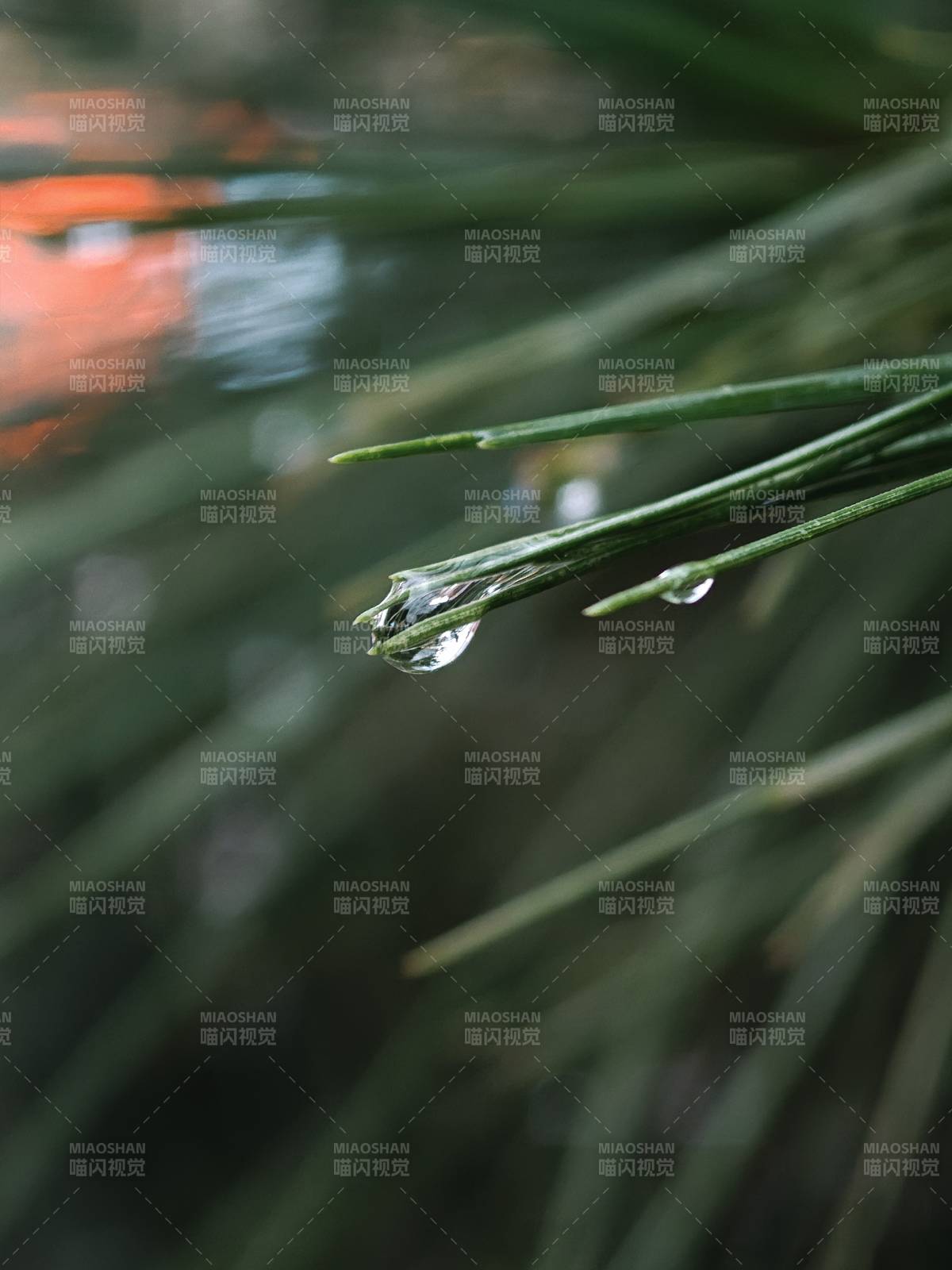 晨露滴草尖 静谧自然美图片