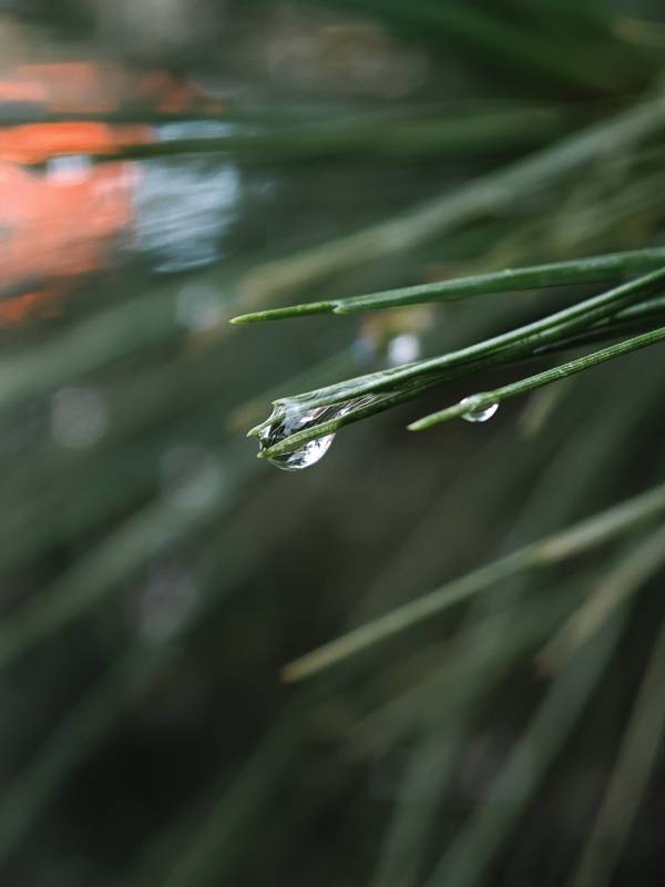晨露滴草尖 静谧自然美图片
