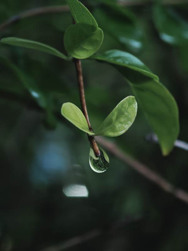 绿叶上的水滴特写图片