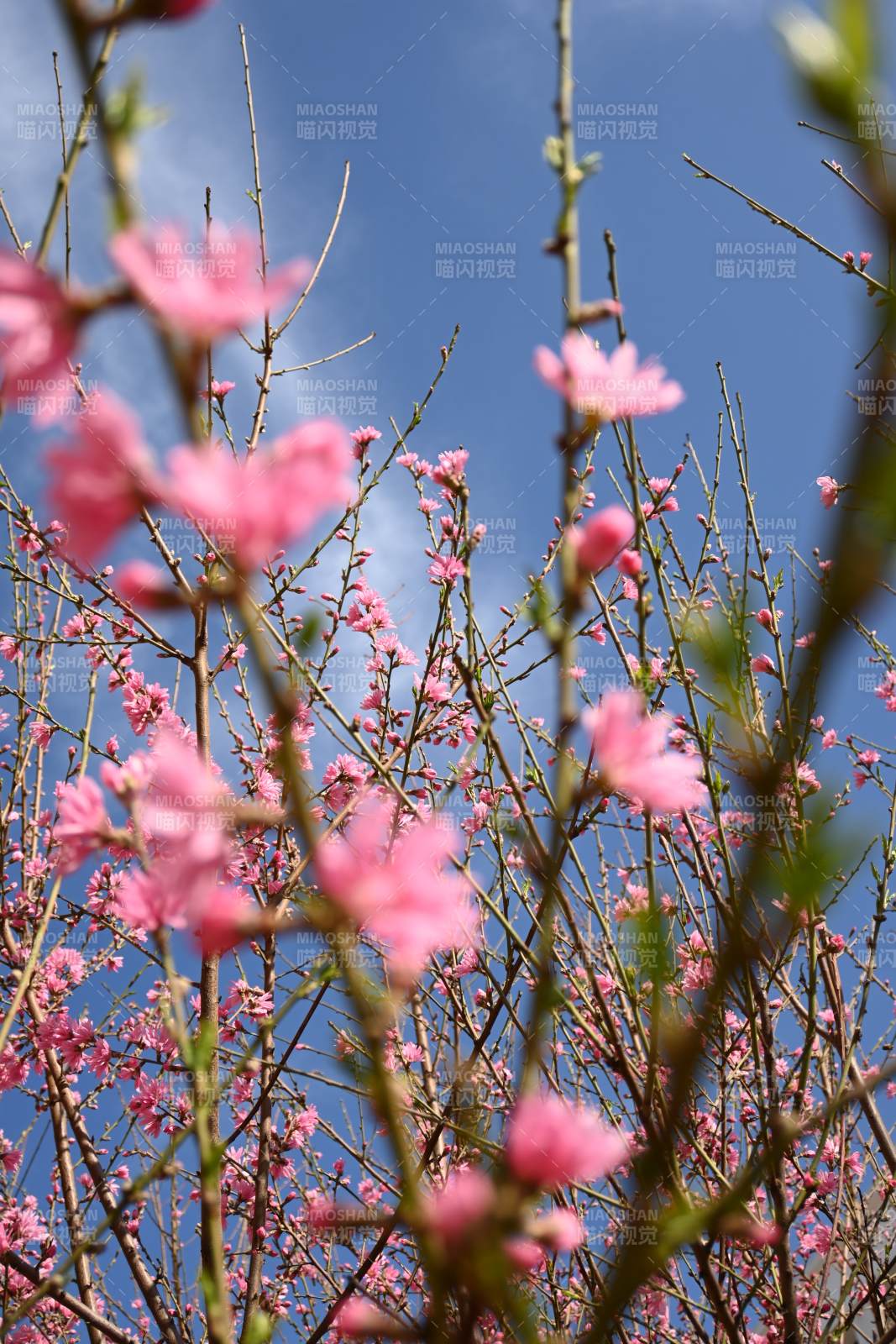 春日桃花映蓝天图片