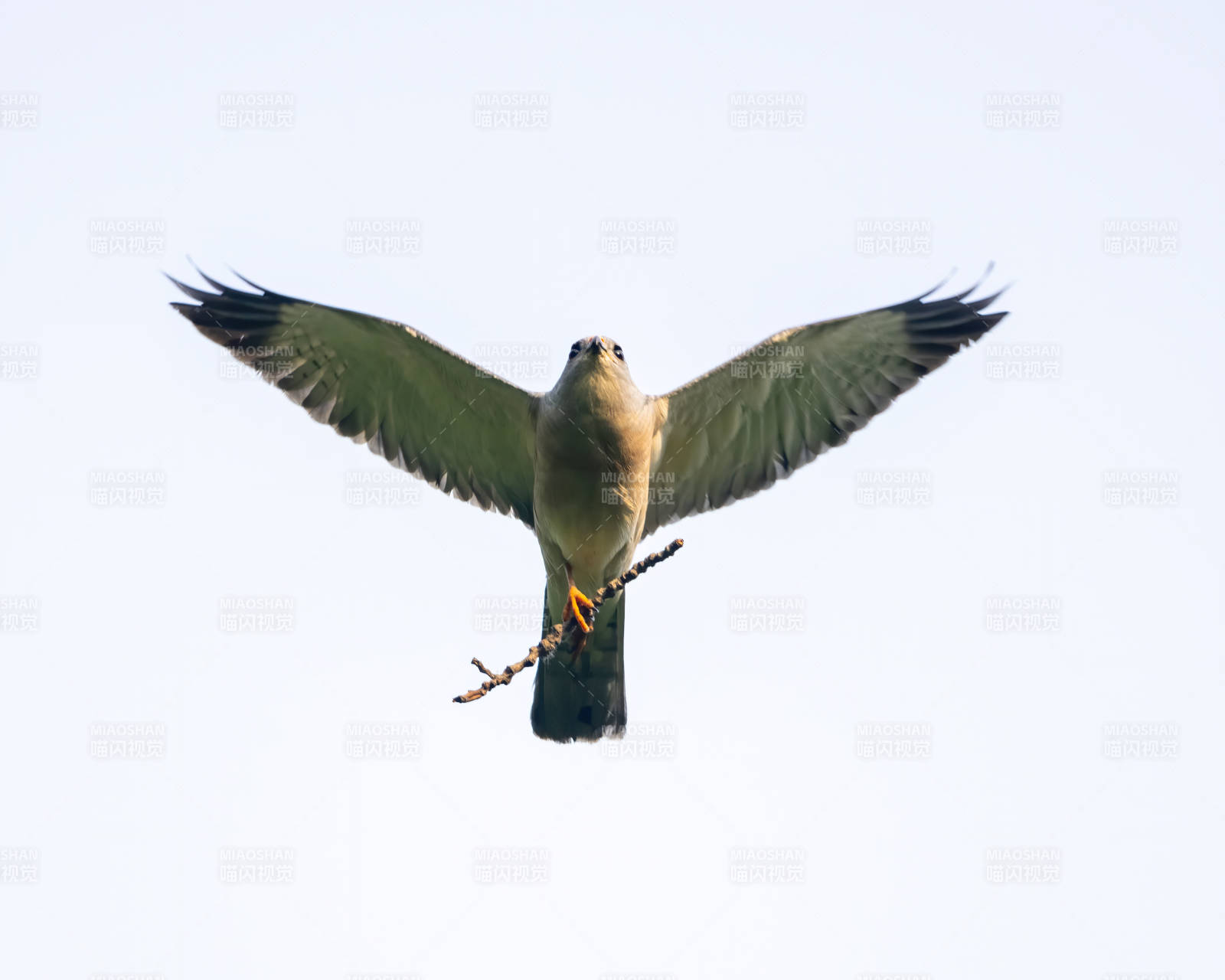 飞翔的鸟儿图片