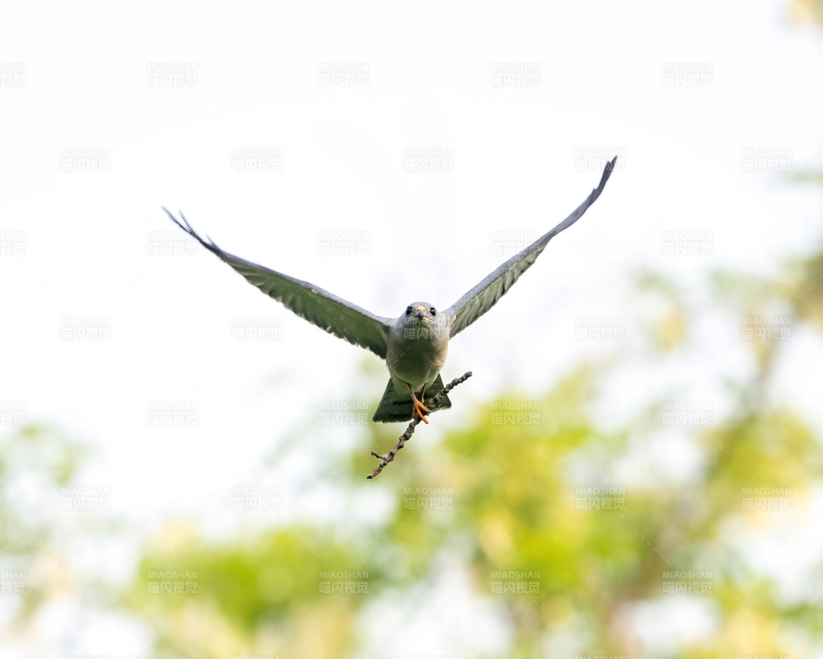 鹰击长空 捕猎瞬间图片