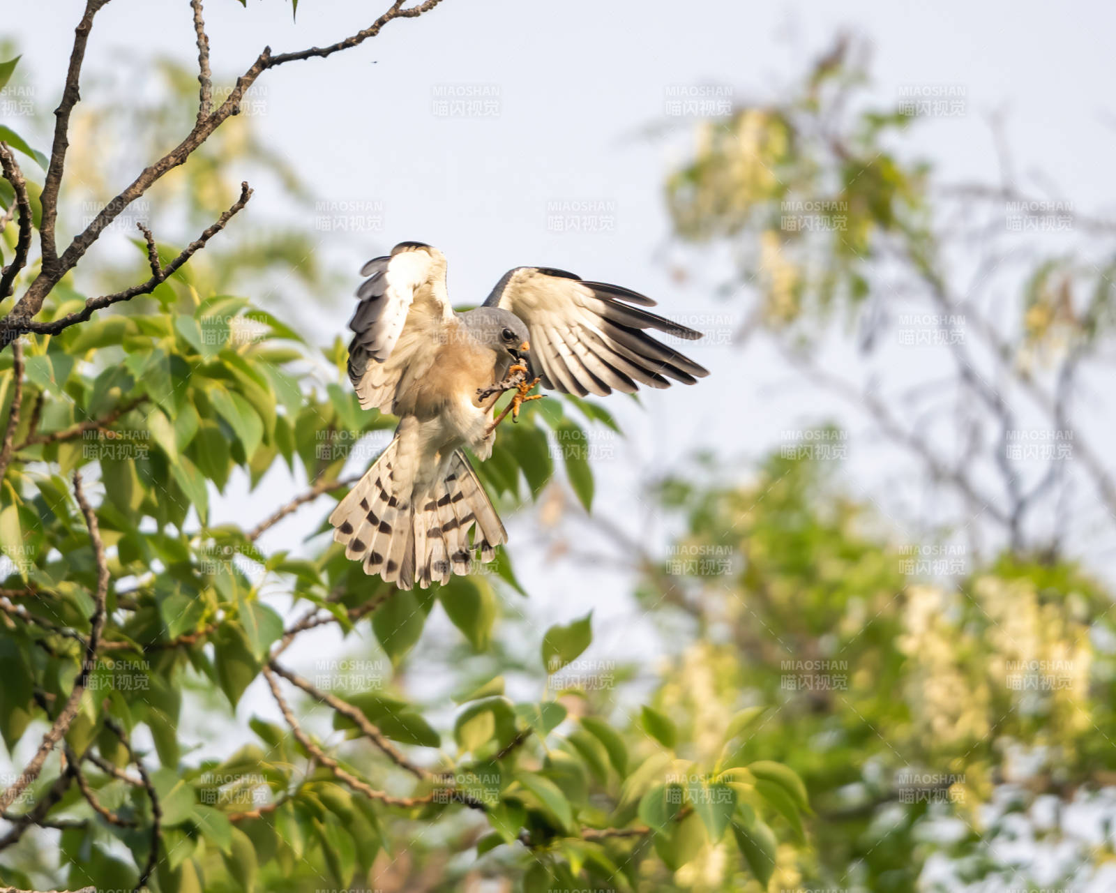 鹰捕猎瞬间 展翅枝头图片
