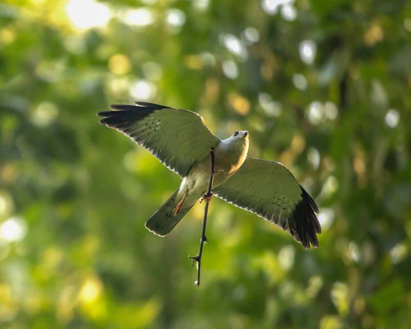 飞翔的鸟儿与树枝图片
