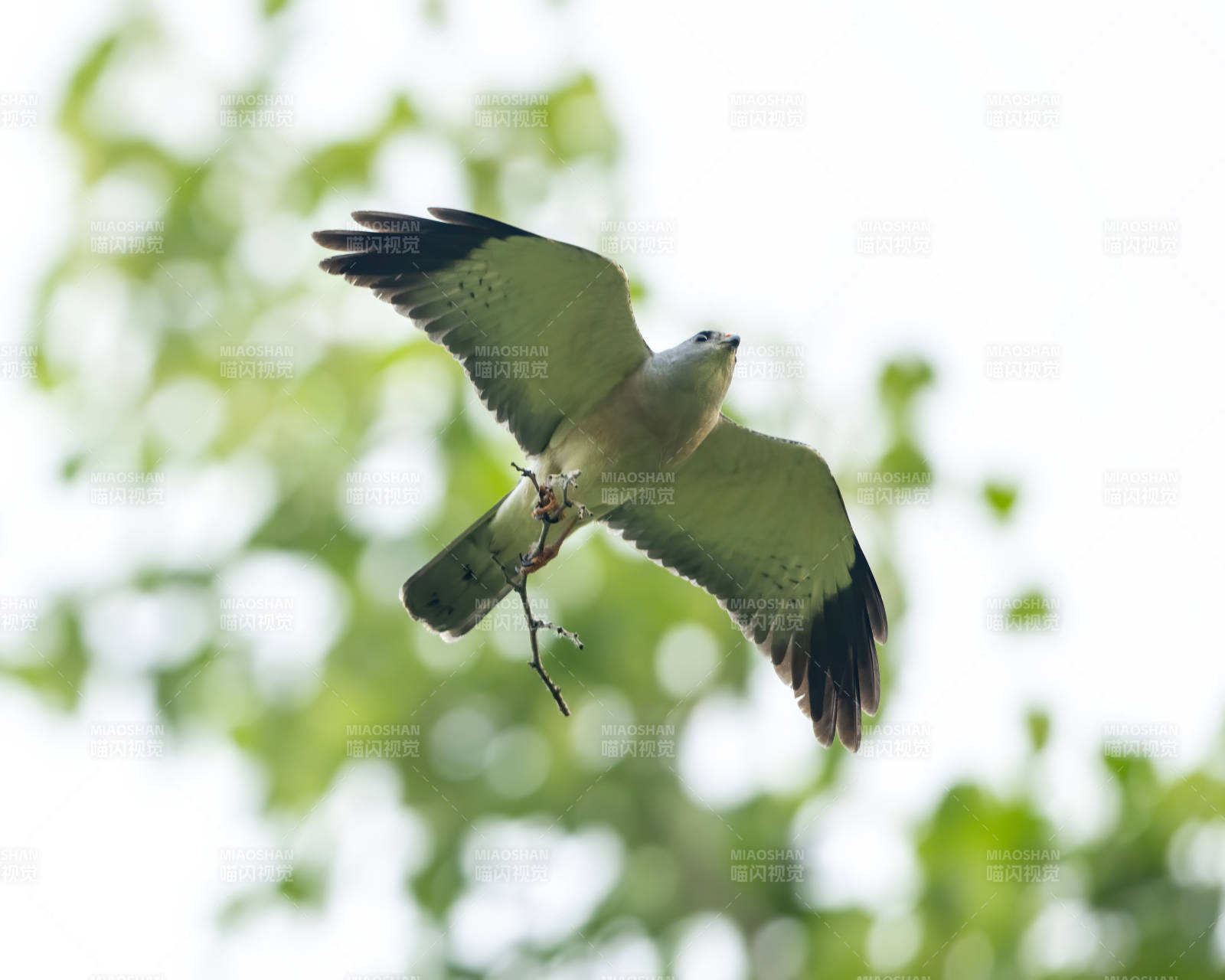 鹰击长空 枝在爪中图片
