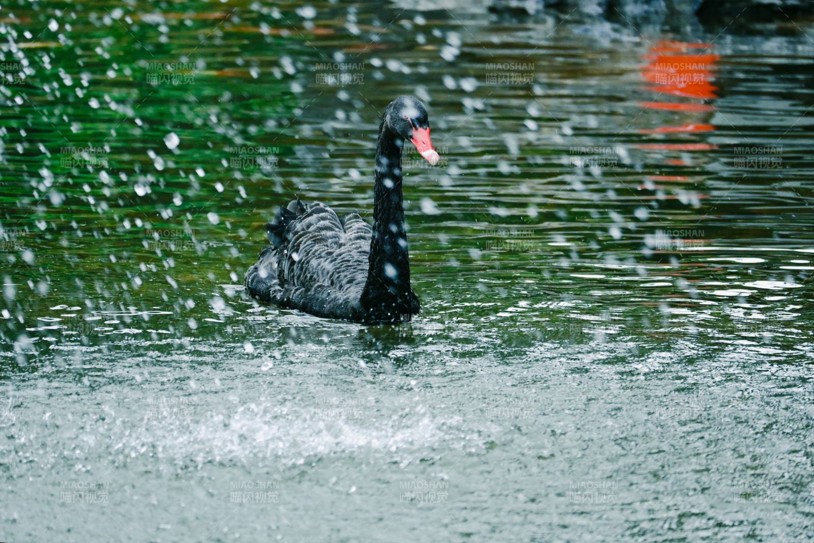 雨中黑天鹅静谧湖面图片