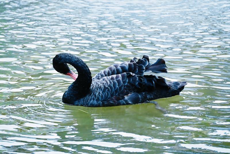 湖中悠游的黑天鹅图片