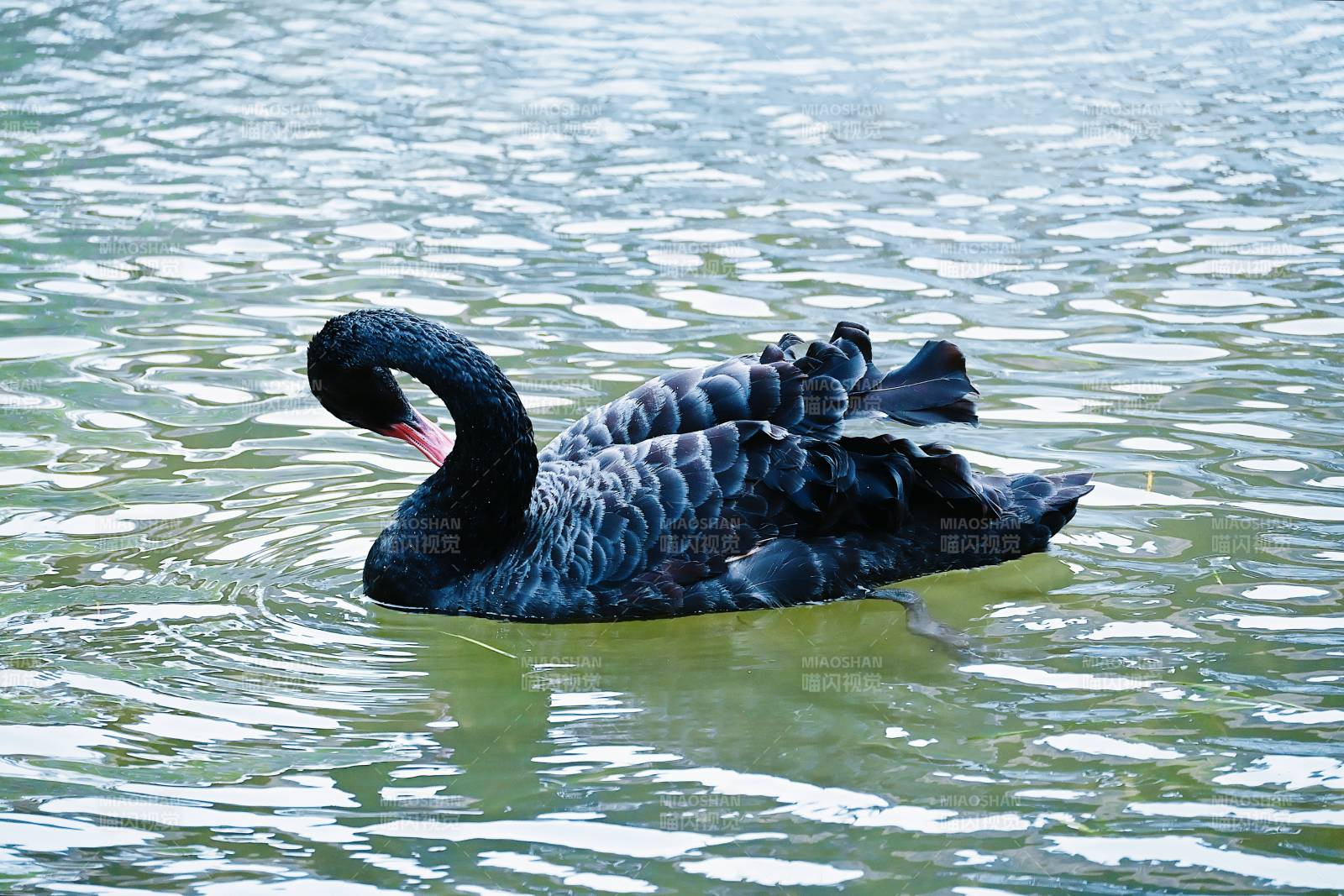 湖中悠游的黑天鹅图片
