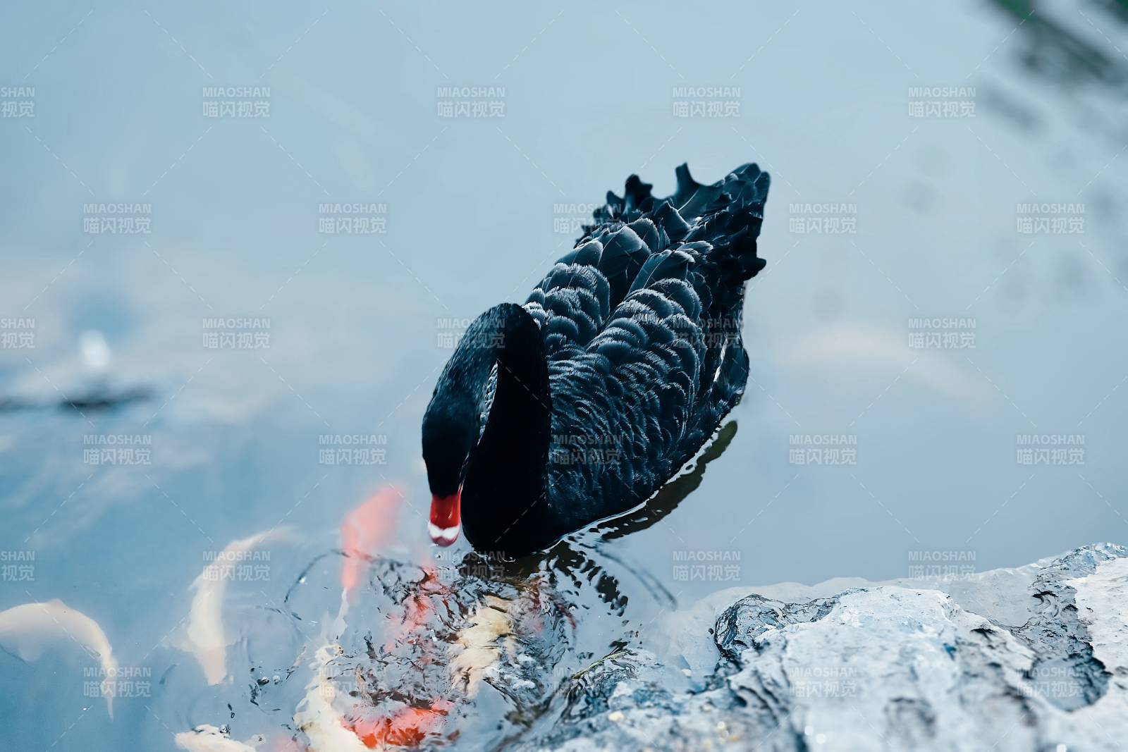 黑天鹅与锦鲤共舞图片