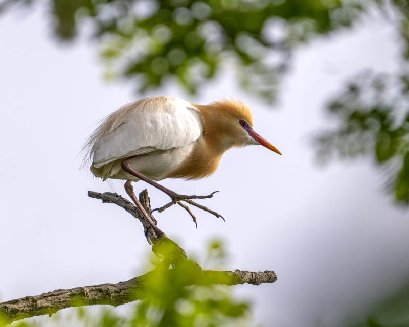 牛背鹭栖息枝头图片
