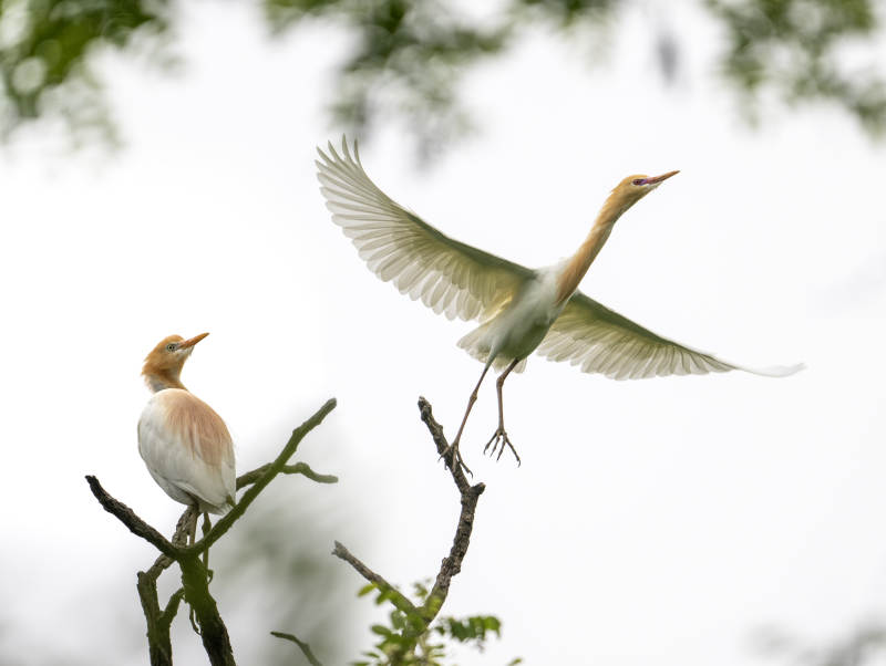 牛背鹭的飞翔与栖息图片