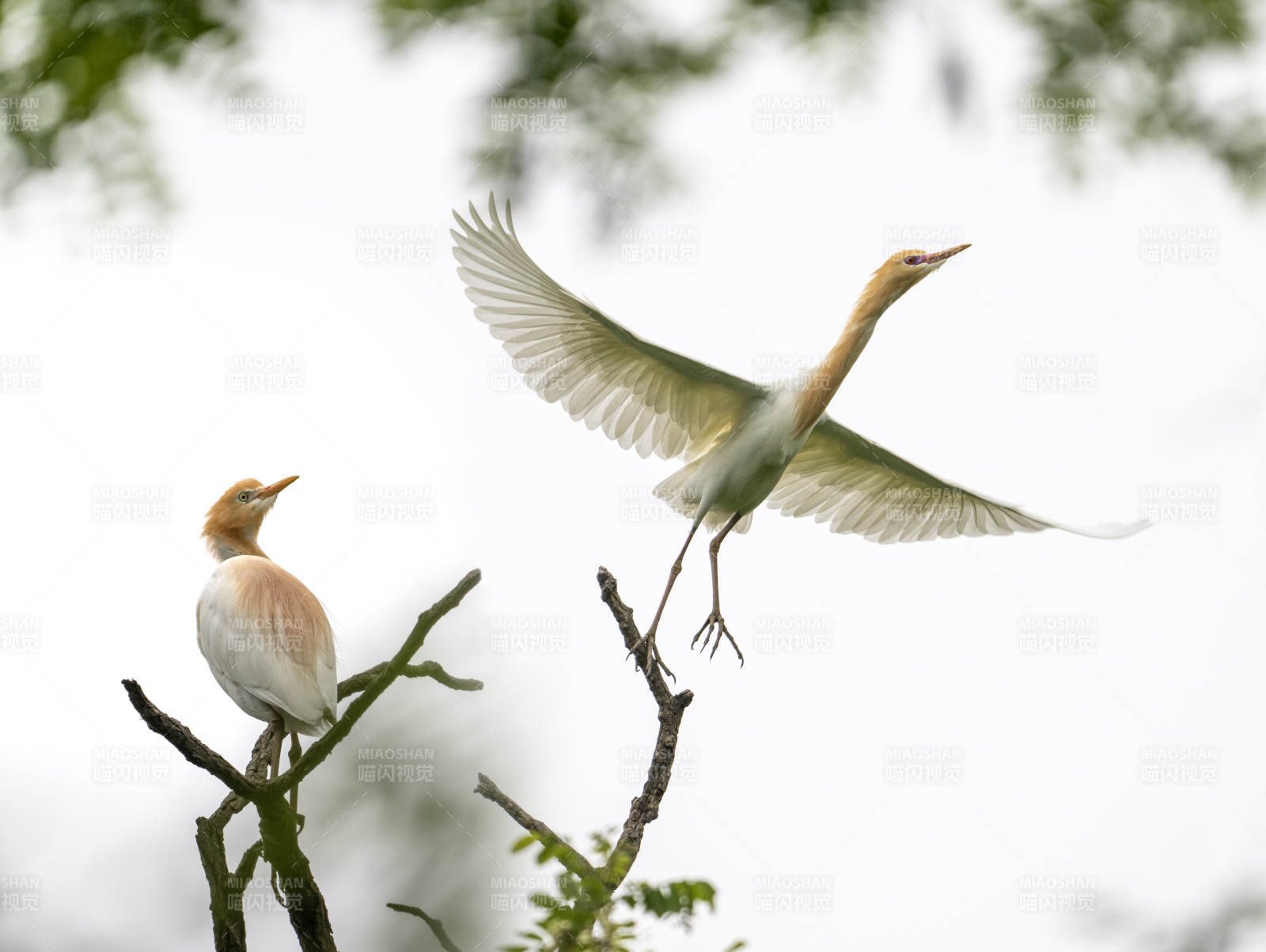 牛背鹭的飞翔与栖息图片