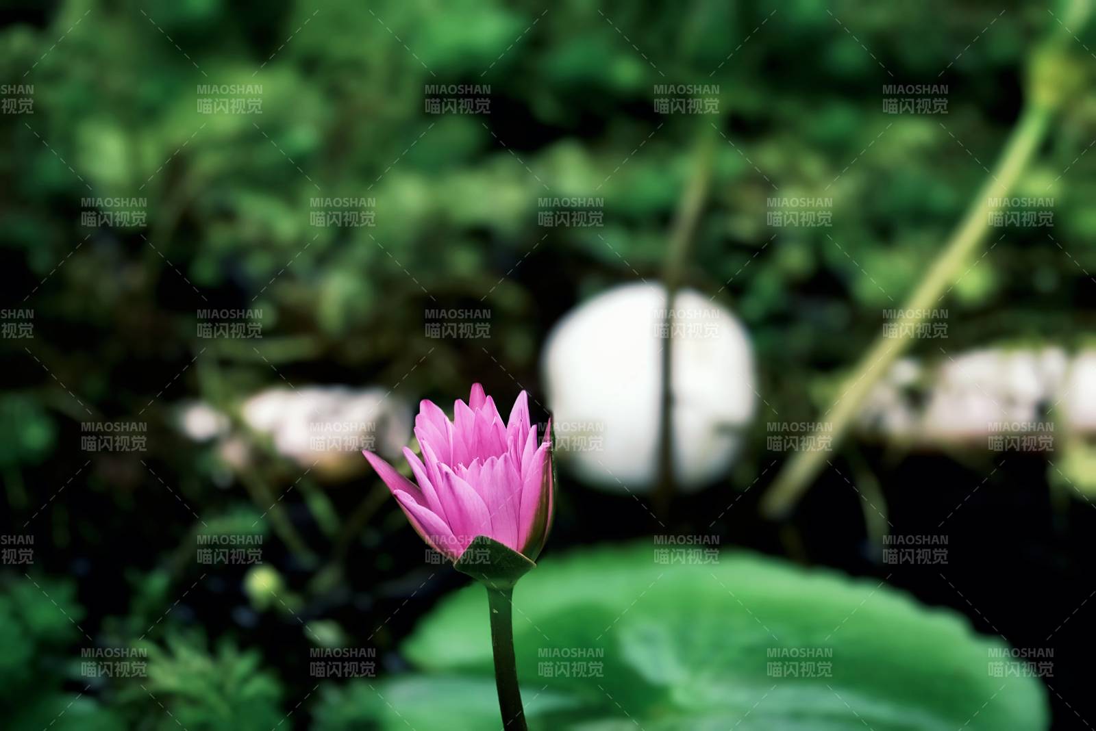 池塘中的粉色莲花图片