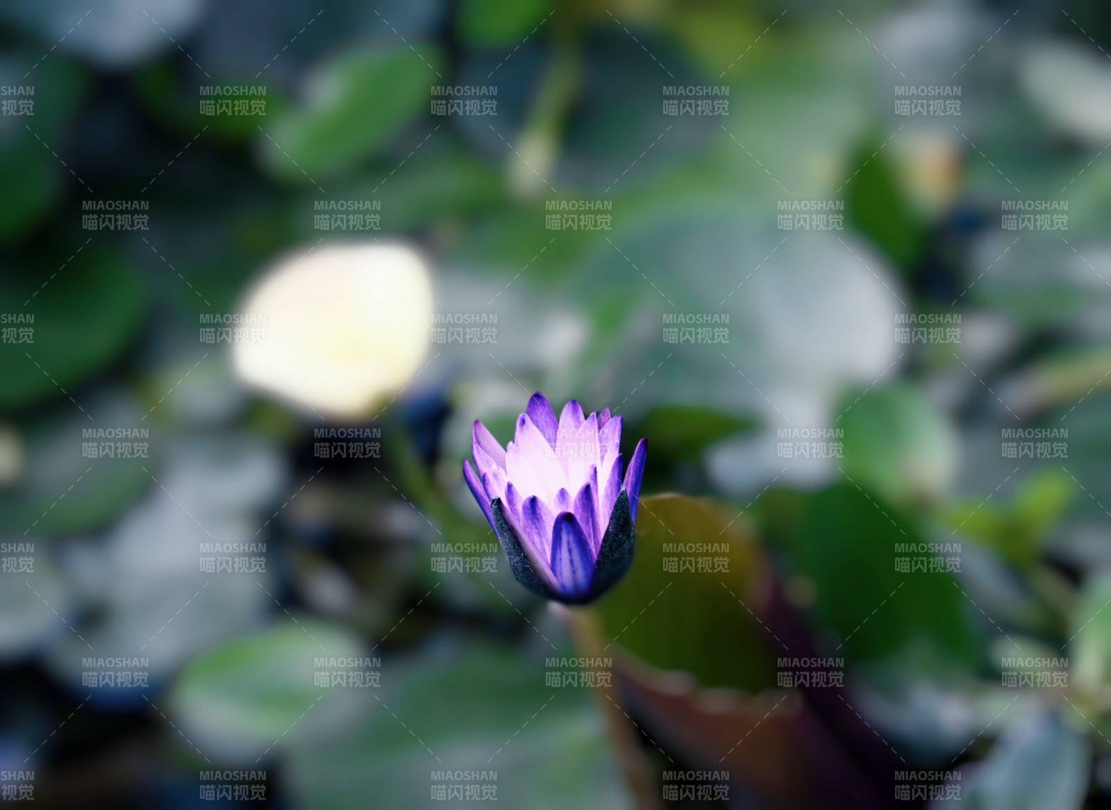 紫色莲花静谧绽放图片