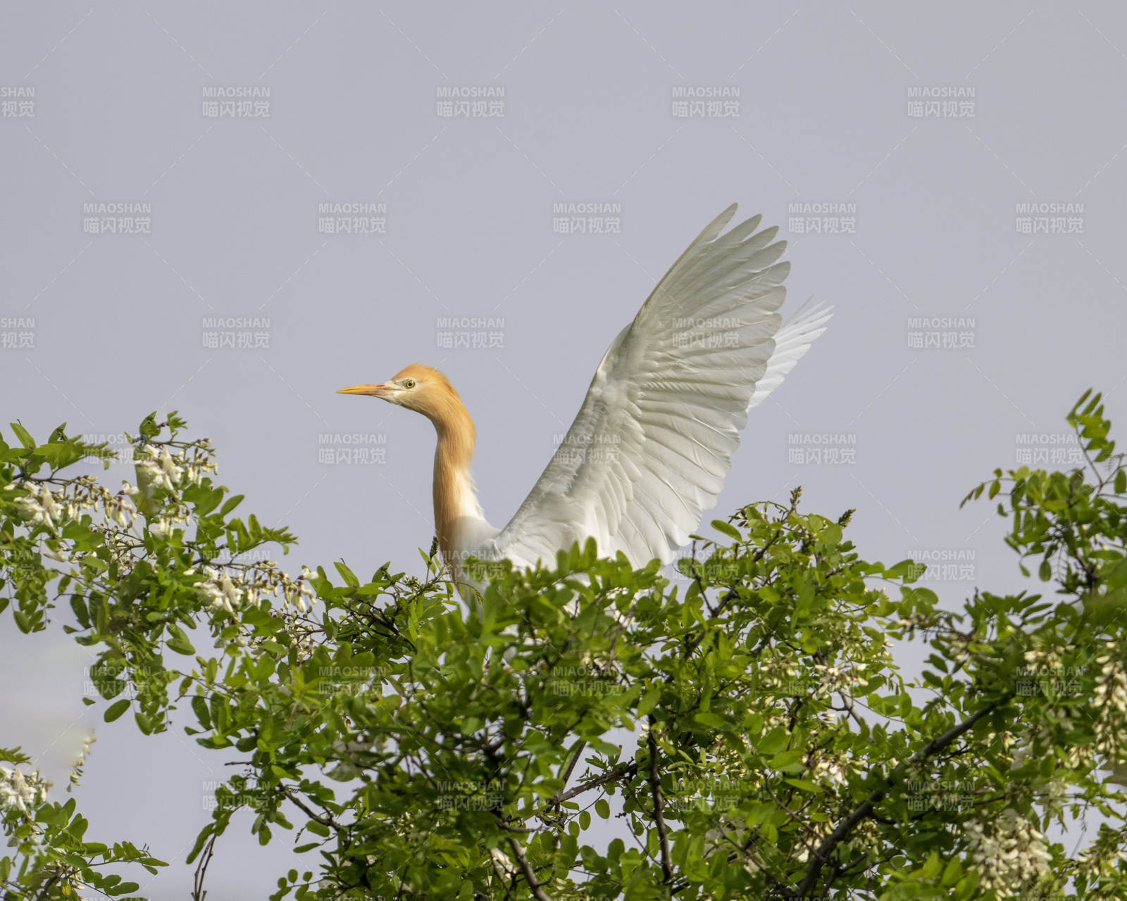 白鹭展翅绿树间图片