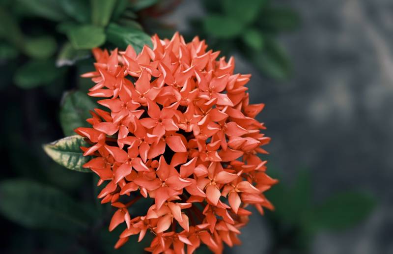 橙色花朵绽放的瞬间图片